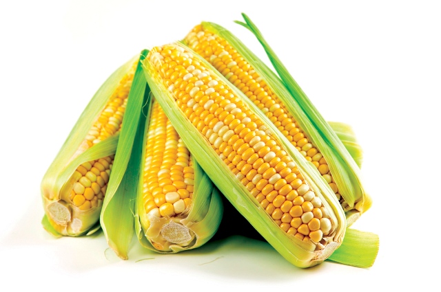 OGM: cornuti e malthusiani