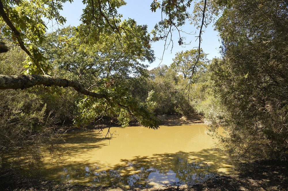 Nature Restoration 