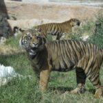 Kasih maschio di tigre di Sumatra