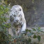 Gladio maschio di tigre bianca del Bengala