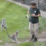 Lemuri catta