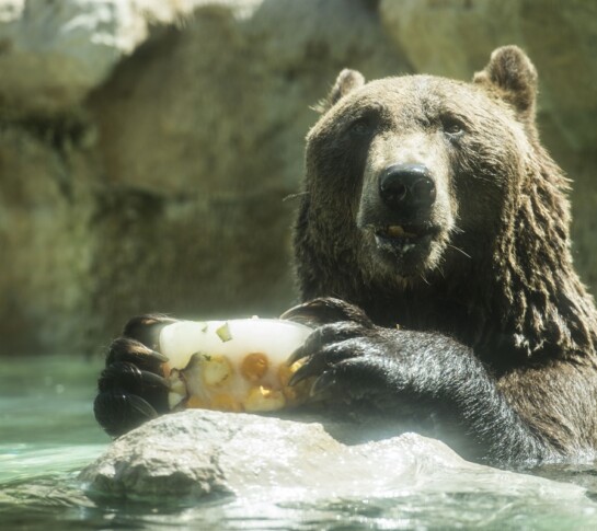 bioparco, ghiaccioli