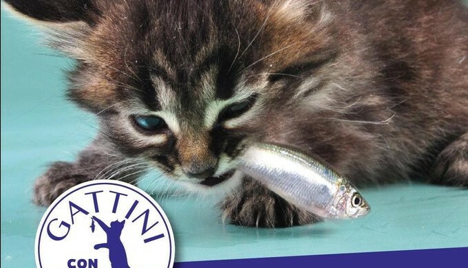 Da Sardine a Salvine. Il rischio autogol secondo Di Gregorio 