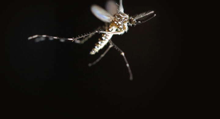 Perché la malaria allarma le autorità sanitarie degli Stati Uniti