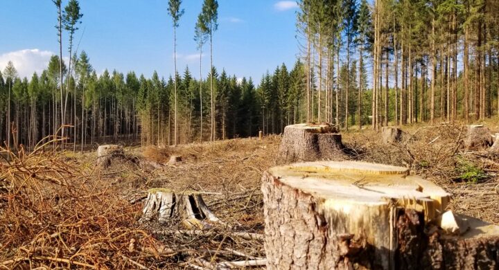 L’Ue ha un approccio ideologico sulla deforestazione