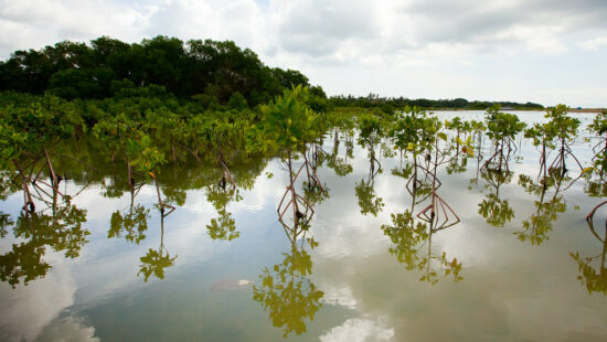 Mangrovie Indonesia