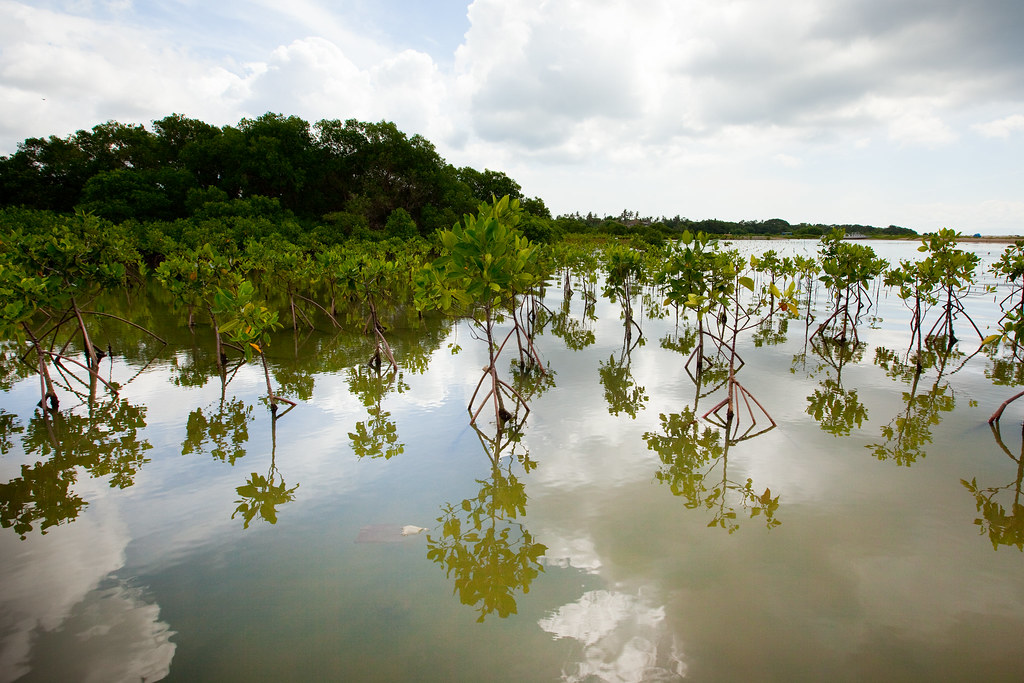 Mangrovie Indonesia