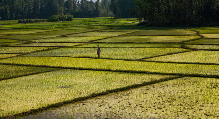 Dal grano al riso, così lo stop all’export dell’India complica la sicurezza alimentare