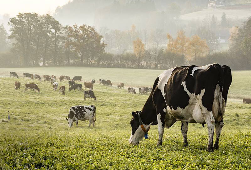 One health, la salute del pianeta passa anche dalla filiera alimentare One health, la salute del pianeta passa anche dalla filiera alimentare